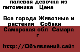 палевая девочка из питомника › Цена ­ 40 000 - Все города Животные и растения » Собаки   . Самарская обл.,Самара г.